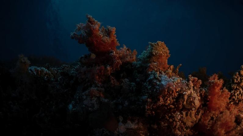 Um dos exemplos de comunicação entre espécies é o de peixes que removem parasitas de espécies maiores em recifes de corais — Foto: RenataRomeo/ OceanImageBank
