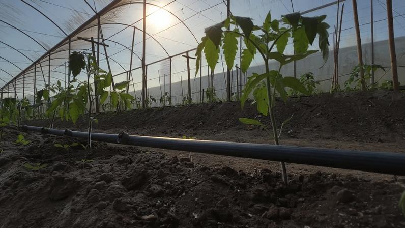 Jovens abandonam o campo em SP, colocando o futuro do agro em risco