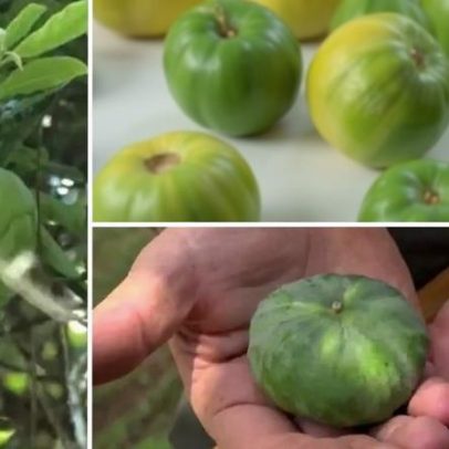Fruta nativa da Mata Atlântica é destaque como tesouro nutricional