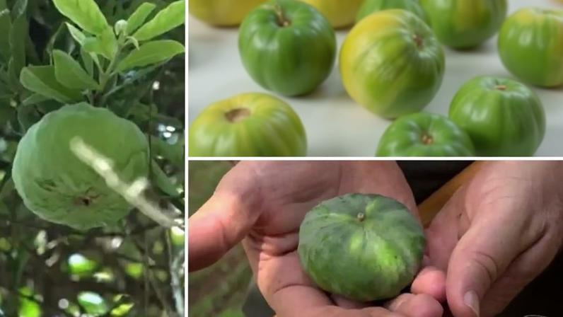 Fruta nativa da Mata Atlântica é destaque como tesouro nutricional