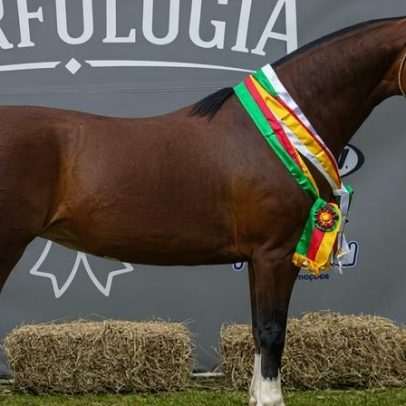 Cavalo Crioulo: Campeões de Ourinhos são definidos