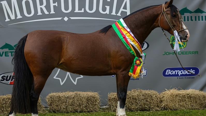 Cavalo Crioulo: Campeões de Ourinhos são definidos