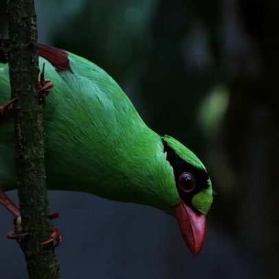 Magpie verde de Java recebe linha de vida para conservação