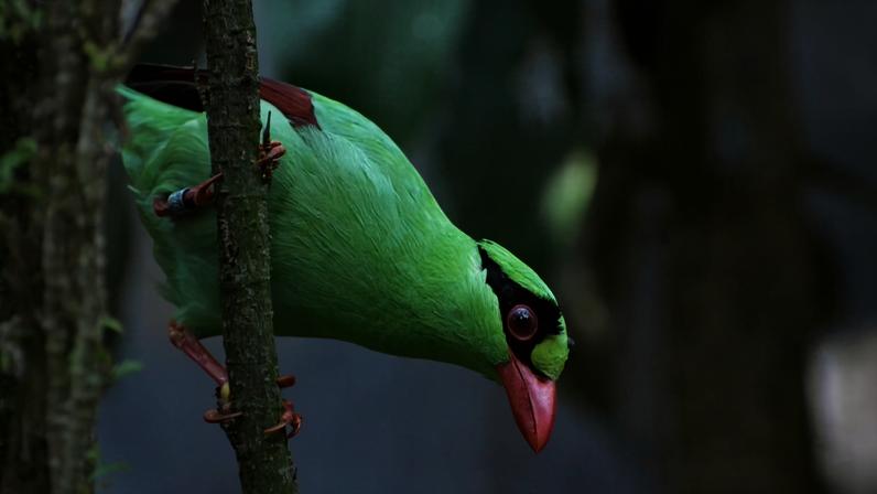 Magpie verde de Java recebe linha de vida para conservação