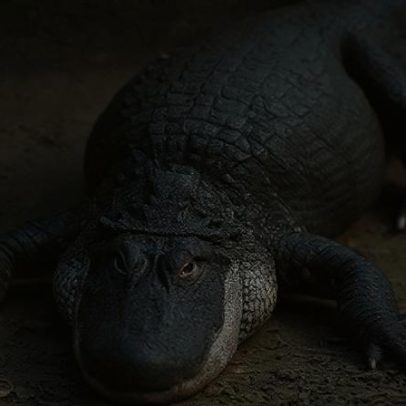 Polícia prende homem após criança cair em jaula de crocodilo no Reino Unido