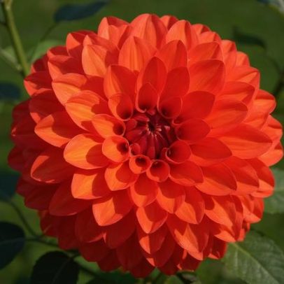 Dália: como a flor se tornou símbolo do México e como cultivá-la