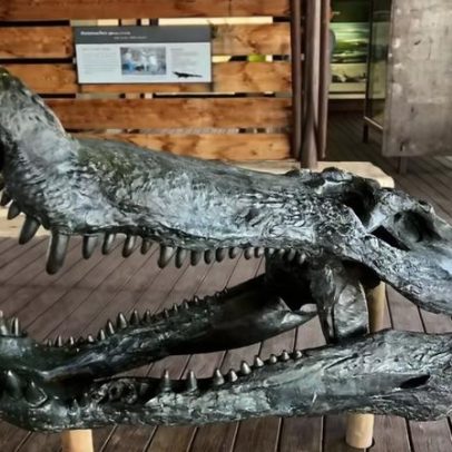 Estudo aponta quais animais possuem as mordidas mais potentes