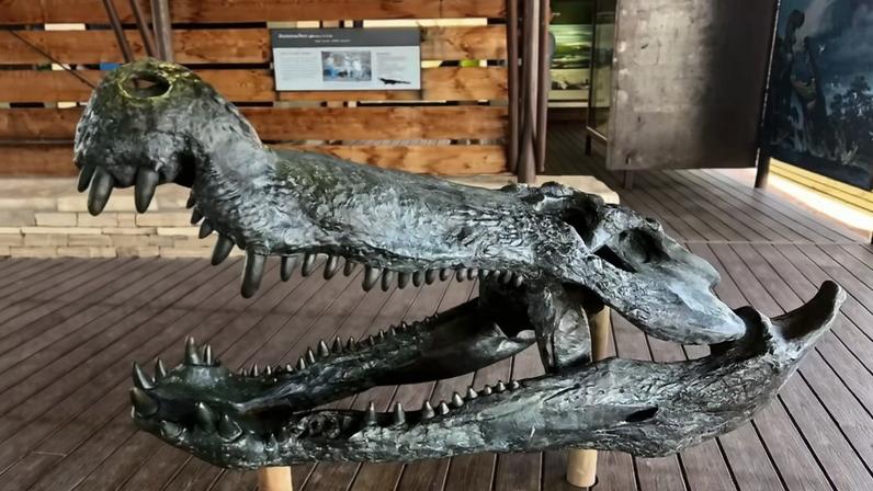 Cabeça de 'crocodilo terrível', espécie extinta conhecida por sua mordida extremamente forte