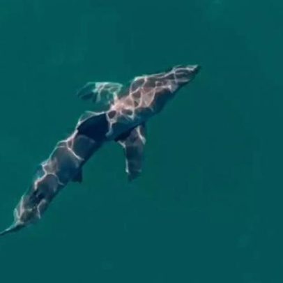 Vídeo mostra tubarão após ataque a banhista que ficou gravemente ferida
