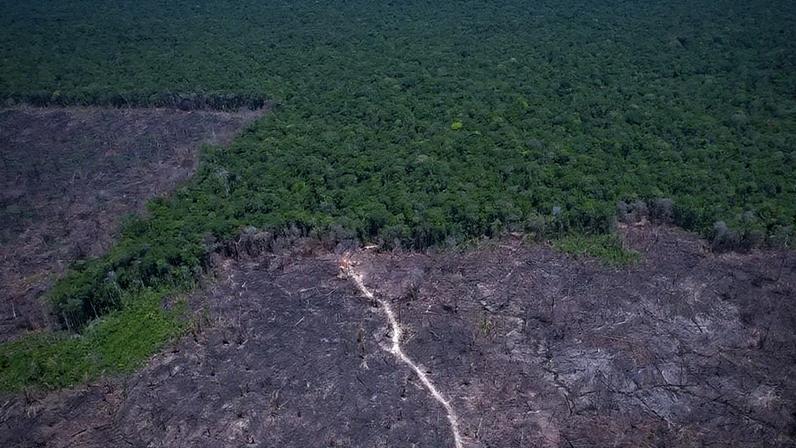 desmatamento, floresta, mata, preservação