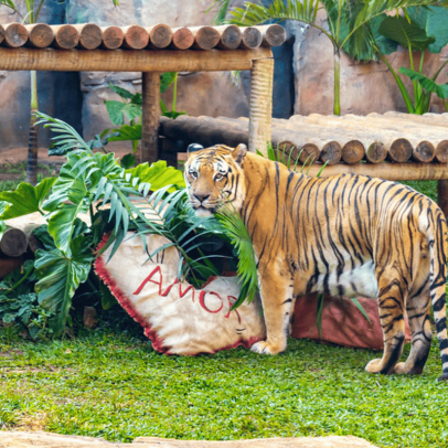 Dia dos Namorados no zoológico oferece flores comestíveis e essências aromáticas