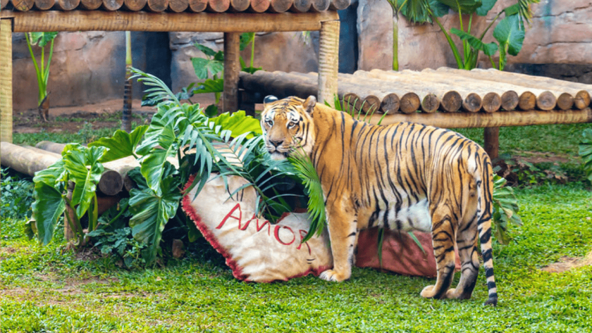 Buquês, corações e decoração romântica marcam o Dia dos Namorados dos casais de animais do Zoológico de São Paulo