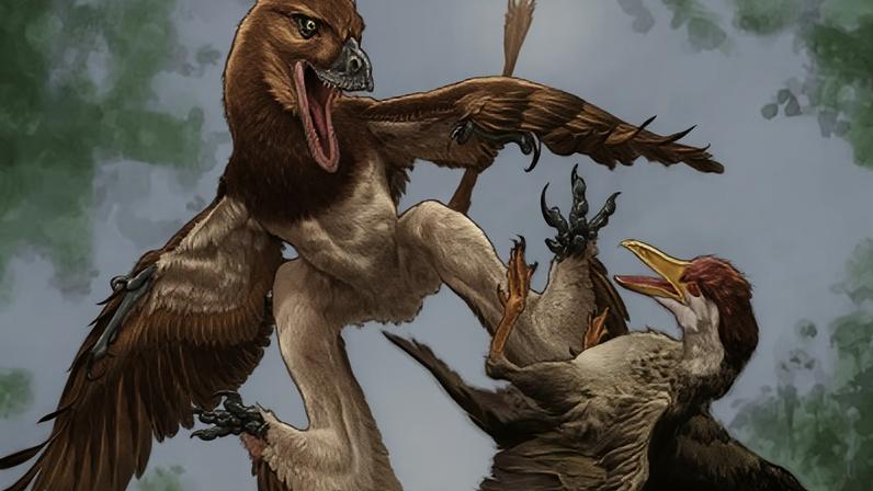 Microraptor Jian changmaensis ataca uma ave ancestral chamada Gansus yumenensis