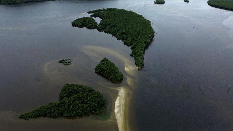 Manguezal na Baía de Paranaguá, área da Grande Reserva da Mata Atlântica, onde ocorre monitoramento por pesquisadores do Programa de Recuperação da Biodiversidade Marinha (Rebimar). Foto: Fernando Frazão/Agência Brasil