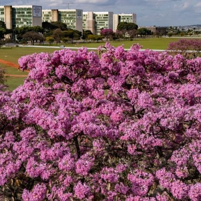 Ipês roxos transformam Brasília em cenário colorido por semanas