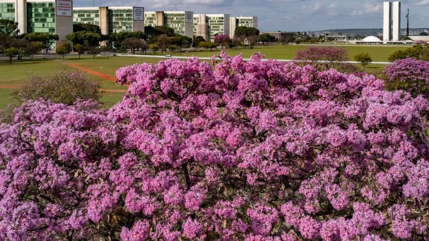 Brasília - A floração dos ipês-roxos transforma a paisagem de Brasília em um espetáculo de cores que dura apenas algumas semanas, mas deixa marcas na memória durante todo o ano. Considerada uma das árvores mais simbólicas do Cerrado brasileiro, o ipê anuncia a chegada da estação seca justamente quando perde suas folhas e exibe flores em tons vibrantes que contrastam com o céu azul da Esplanada dos Ministérios. Em meio às linhas retas, ao concreto aparente e aos tons cinza característicos da arquitetura modernista idealizada por Oscar Niemeyer, os ipês surgem como protagonistas da paisagem urbana. A explosão de flores roxas quebra a monotonia das formas e colore avenidas, parques e áreas residenciais, criando uma das cenas mais marcantes da capital federal. Breve e intensa, a floração dos ipês lembra que alguns dos mais belos espetáculos da natureza são também os mais passageiros. Foto: Rafa Neddermeyer/Agência Brasil