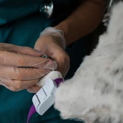 Pets homenageados por doações de sangue que salvam centenas de vidas