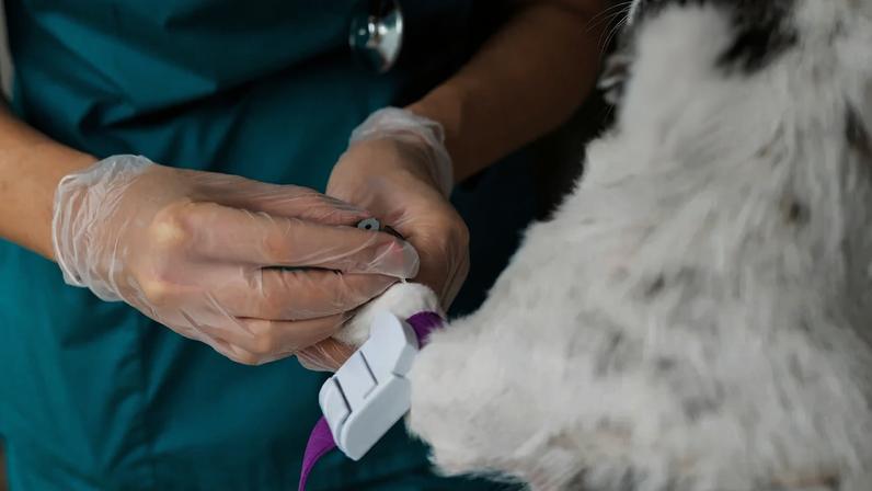 Pets são homenageados por doações de sangue e salvam centenas de vidas