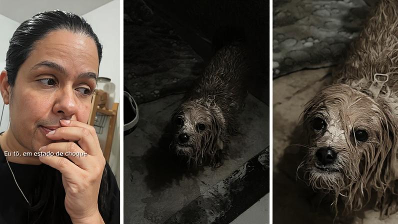 Estado do cachorro divertiu web — Foto: Reprodução/Redes sociais