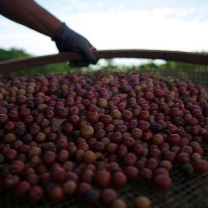 Exportação de café sobe 3,6% em maio, mas receita cai 16%