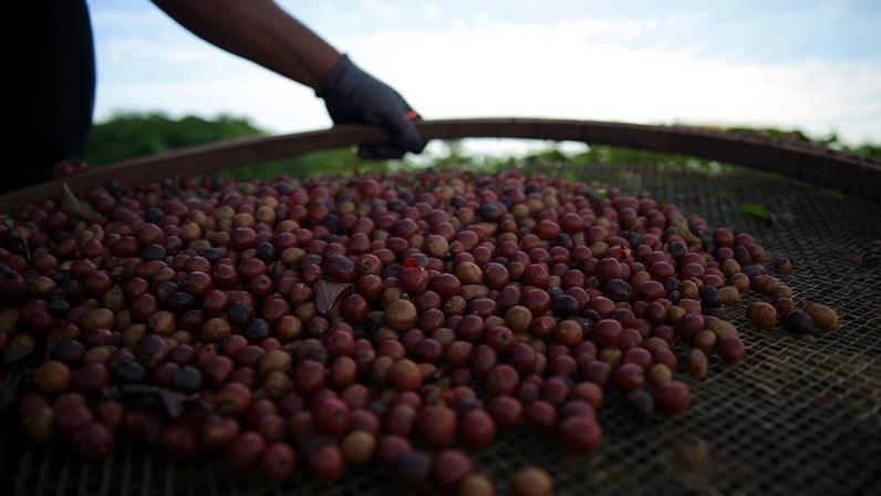 Exportação de café sobe 3,6% em maio, mas receita cai 16%