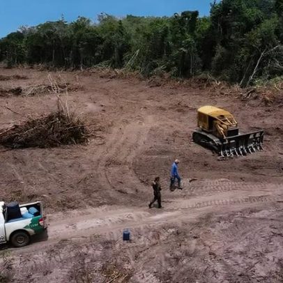 EUA apontam pecuária e madeira como motores do desmatamento, isentando tarifaço