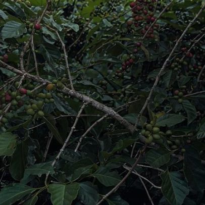 El Niño pode reduzir produção de grãos, café e outras lavouras