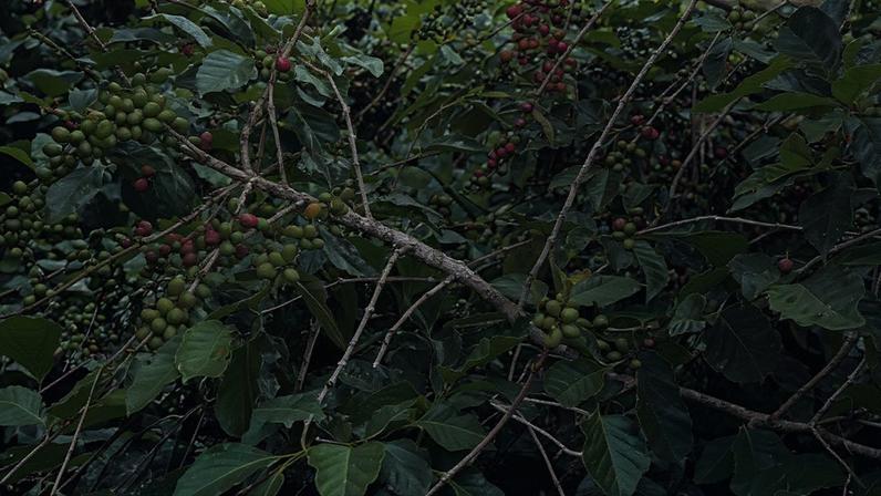 Café é uma das culturas que podem ser afetadas pelos eventos extremos causados pelo El Niño