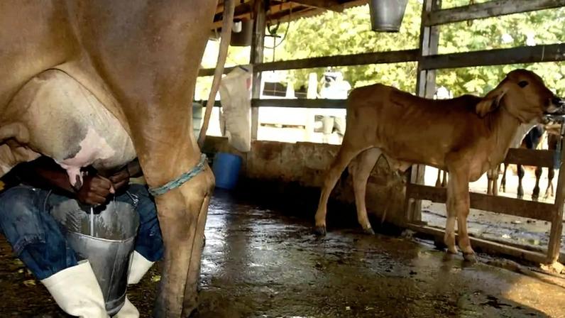 Produtores rurais de Minas reclamam de concorrência desleal devido ao aumento da importação de leite em pó no país