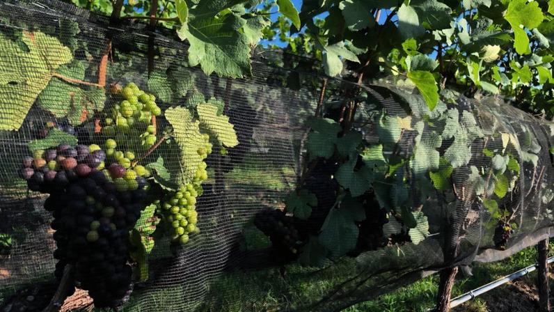 Região já conta com cerca de 100 projetos de vinícolas