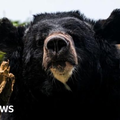 Urso-negro japonês capturado após dias de avistamentos