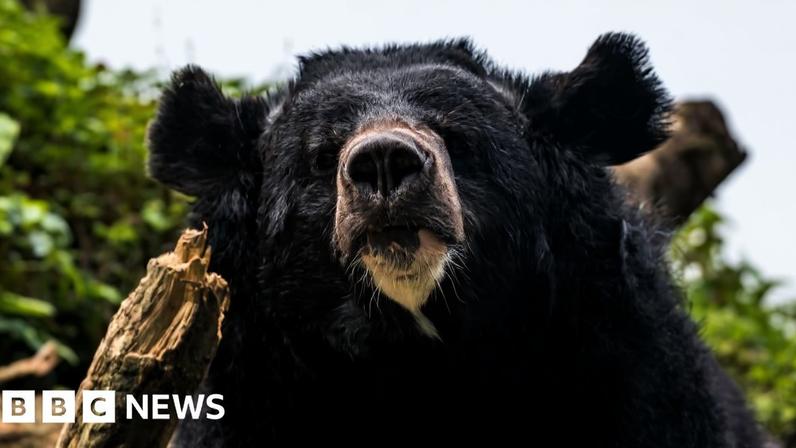 File photo of a black bear in Japan