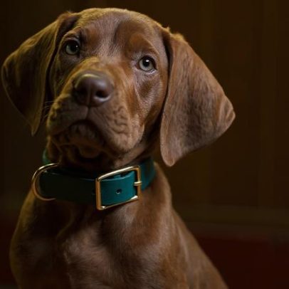 Netflix mostra cão real como personagem em Scooby-Doo