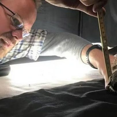 DNA antigo de 12 leões-dos-cavernas da Sibéria é revelado