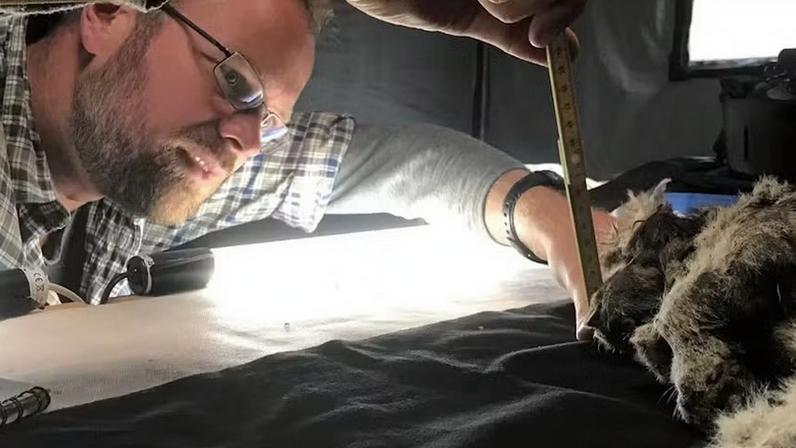 DNA antigo revela história singular do leão-das-cavernas extinto — Foto: Universidade de Cardiff