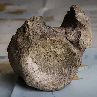 Primeiro osso de dinossauro da Antártica encontrado em gaveta