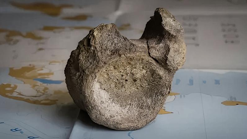 Primeiro osso de dinossauro da Antártica encontrado em gaveta