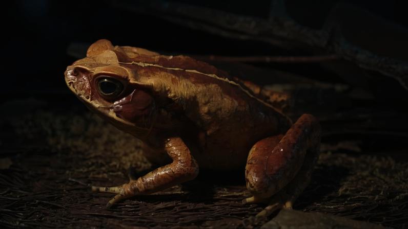 A Rhinella ornata, uma espécie migratórias, foi capaz de se adaptar melhor e apresenta cargas altas do fungo, mesmo nas áreas mais fragmentadas.