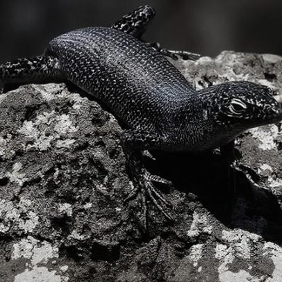 Ambiente insular influencia reprodução do lagarto típico de Fernando de Noronha