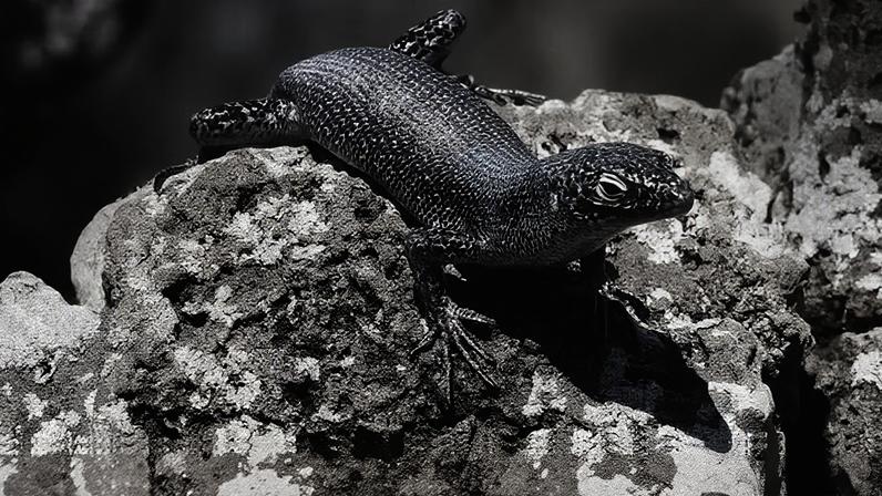 A pequena Mabuia-de-Noronha (Trachylepis atlantica)