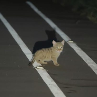 Vídeo mostra filhotes de onça às margens de rodovia no Paraná