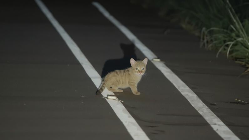 Imagem colorida, filhotes de onça aparecem às margens de rodovia no Paraná- Metrópoles