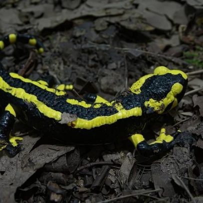 Crise climática faz regiões temperadas liderarem perdas de biodiversidade