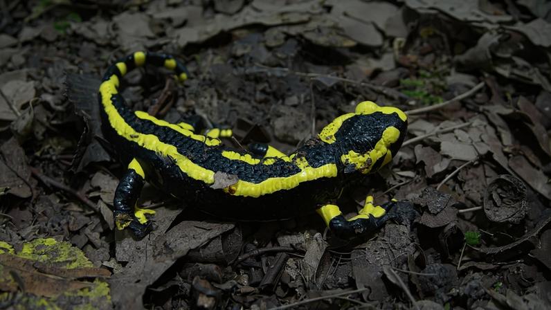 Salamandra-de-fogo-europeia (Salamandra salamandra), uma das espécies de regiões temperadas incluídas no estudo que registraram extinções locais relacionadas às mudanças climáticas. — Foto: Divulgação/John Wiens
