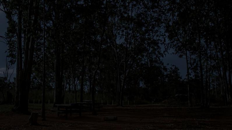 Imagem de árvores na Flona de Brasília