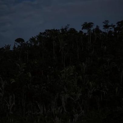 Restauração de áreas degradadas sem mudas, a natureza como aliada no Brasil