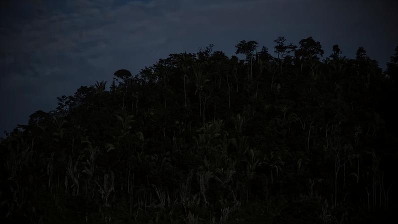 Biomas como a Amazônia concentram grandes proporções de áreas de recuperação nativa