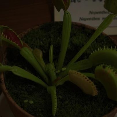 Planta carnívora esclarece como captura presas em piscar de olhos; Darwin