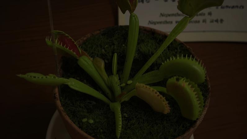 Uma dioneia cultivada em vaso. — Foto: Wikimedia Commons