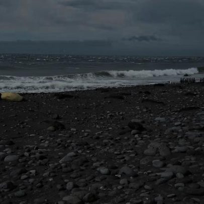 Mais de 13 mil filhotes de foca morrem em ilha australiana por gripe aviária